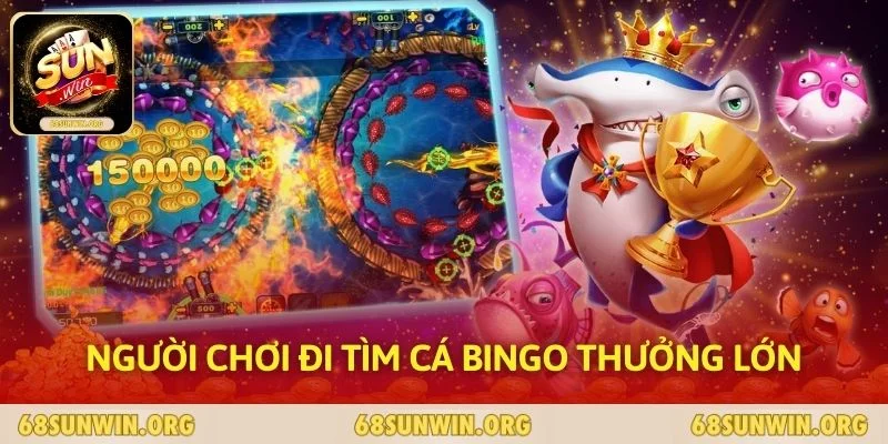 Người chơi đi tìm cá bingo thưởng lớn